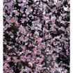 Picture of Acrylic glass - plexiglass, GLITTER, one-sided, for TOPPERS
